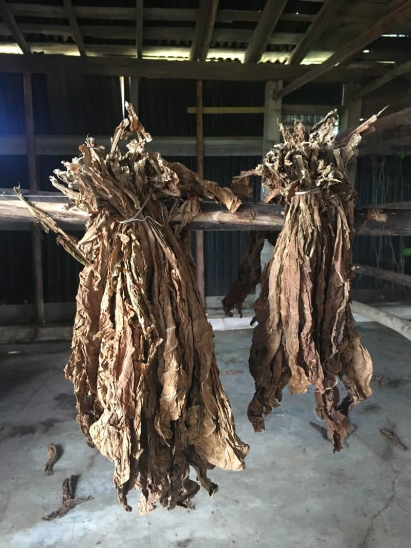 The Valle de Viñales: Cuba's rural farming landscape The Valle de Viñales: Cuba's rural farming landscape