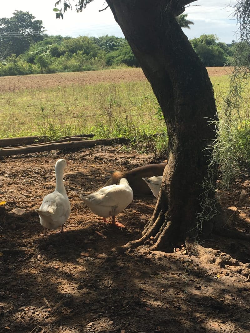 The Valle de Viñales: Cuba's rural farming landscape The Valle de Viñales: Cuba's rural farming landscape