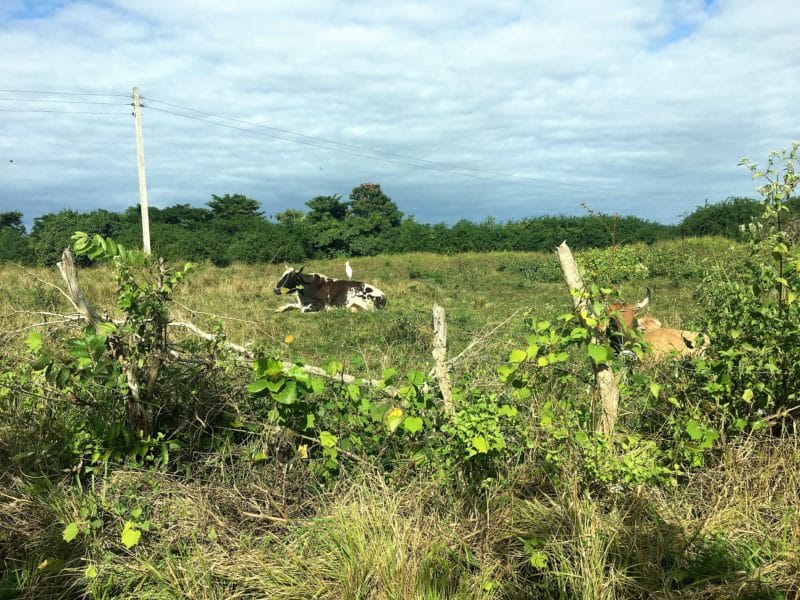 The Valle de Viñales: Cuba's rural farming landscape The Valle de Viñales: Cuba's rural farming landscape