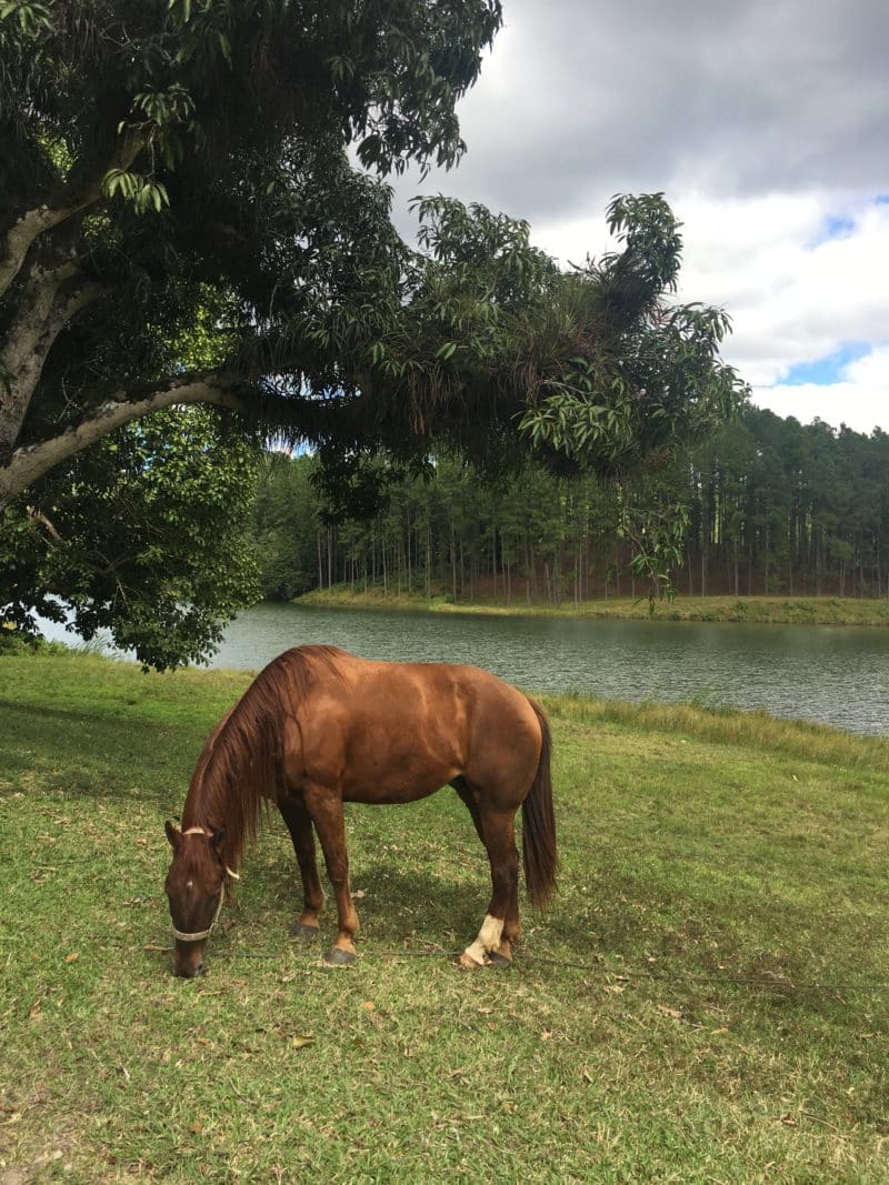 Cuba's UNESCO Biosphere Reserve, Las Terrazas 