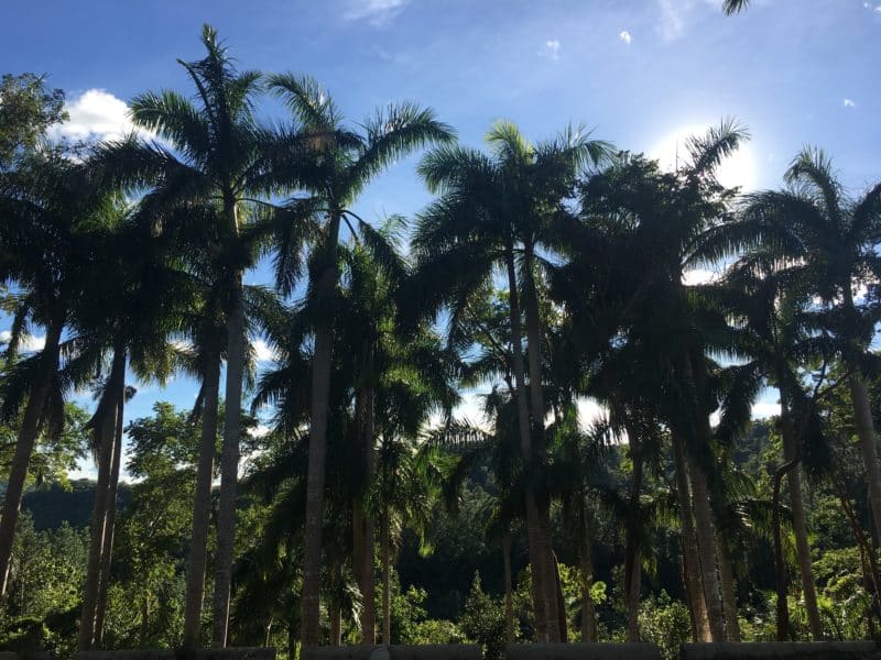 Cuba's UNESCO Biosphere Reserve, Las Terrazas 