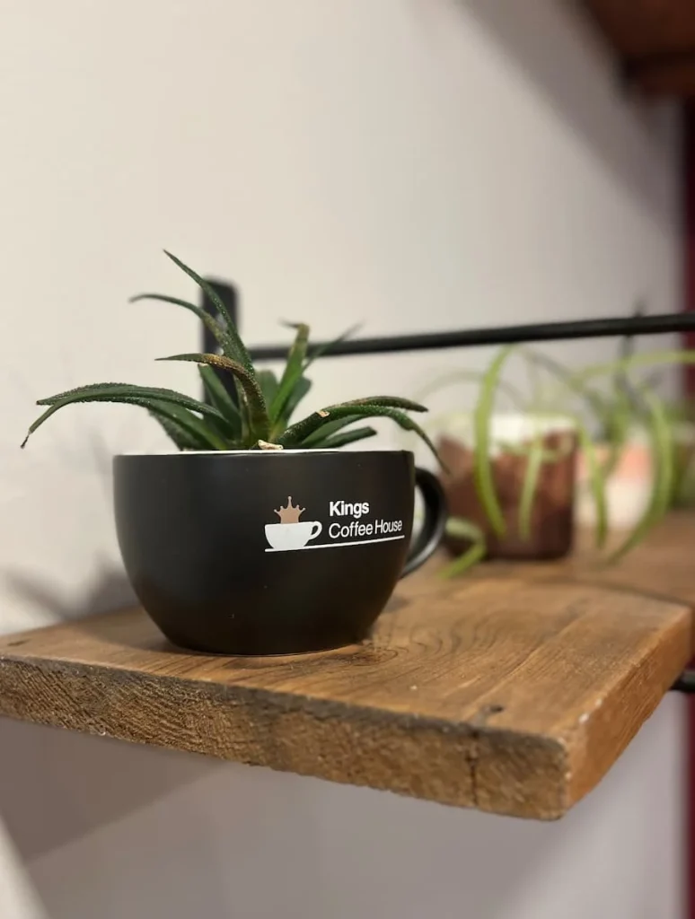 Coffee cup with plant inside at Kings Coffee House, Leicester
