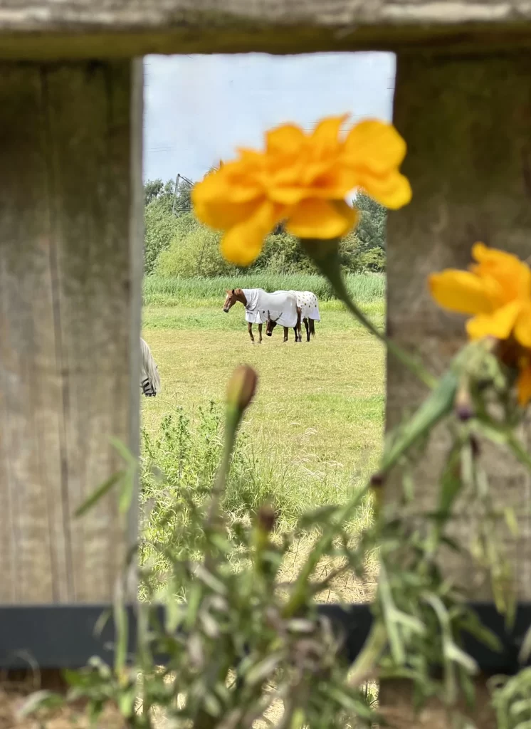 Countryside view sof horses at King's Lock Tea Rooms in Leicester