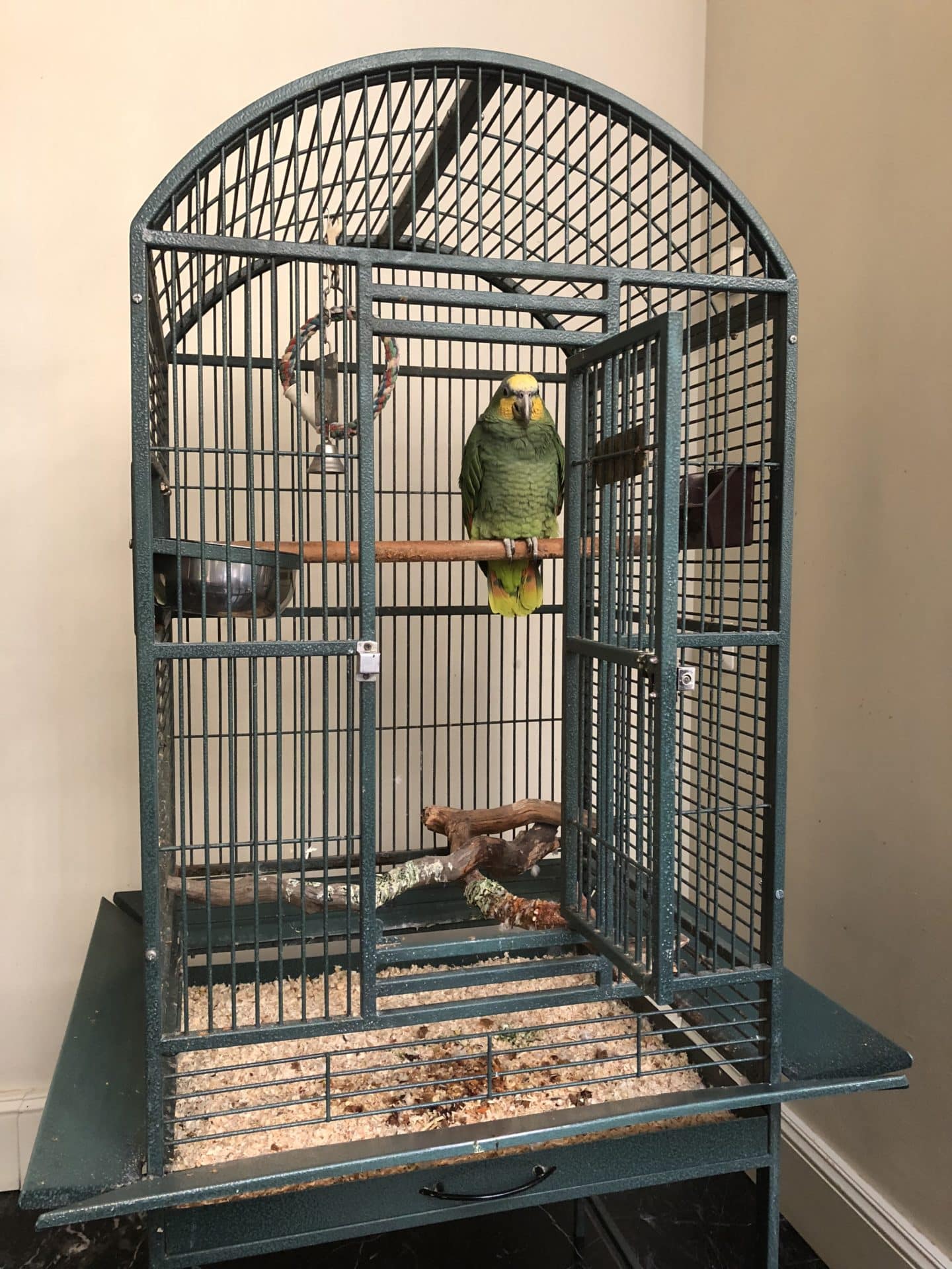 The Grand Palace Hotel Riga Misha the budgie in her cage in the Orangery