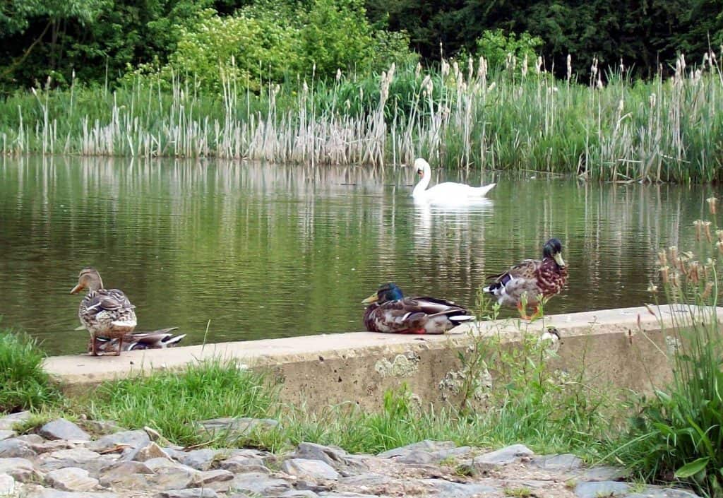 Melton Country Park ducks in Pond