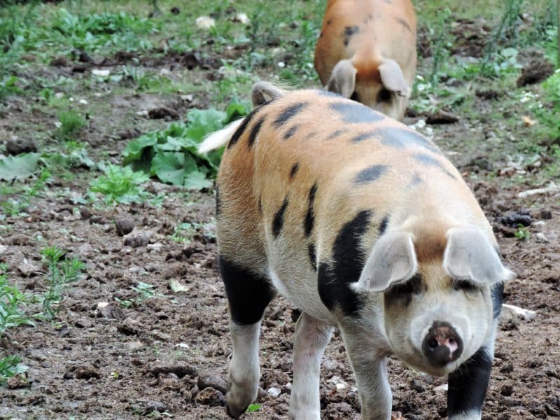 Plush snuggling at The Pig on The Beach, Dorset Plush snuggling at The Pig on The Beach, Dorset