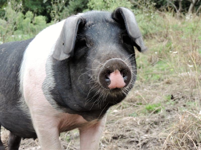 Plush snuggling at The Pig on The Beach, Dorset Plush snuggling at The Pig on The Beach, Dorset