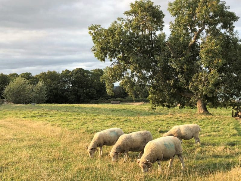 Plush snuggling at The Pig on The Beach, Dorset Plush snuggling at The Pig on The Beach, Dorset