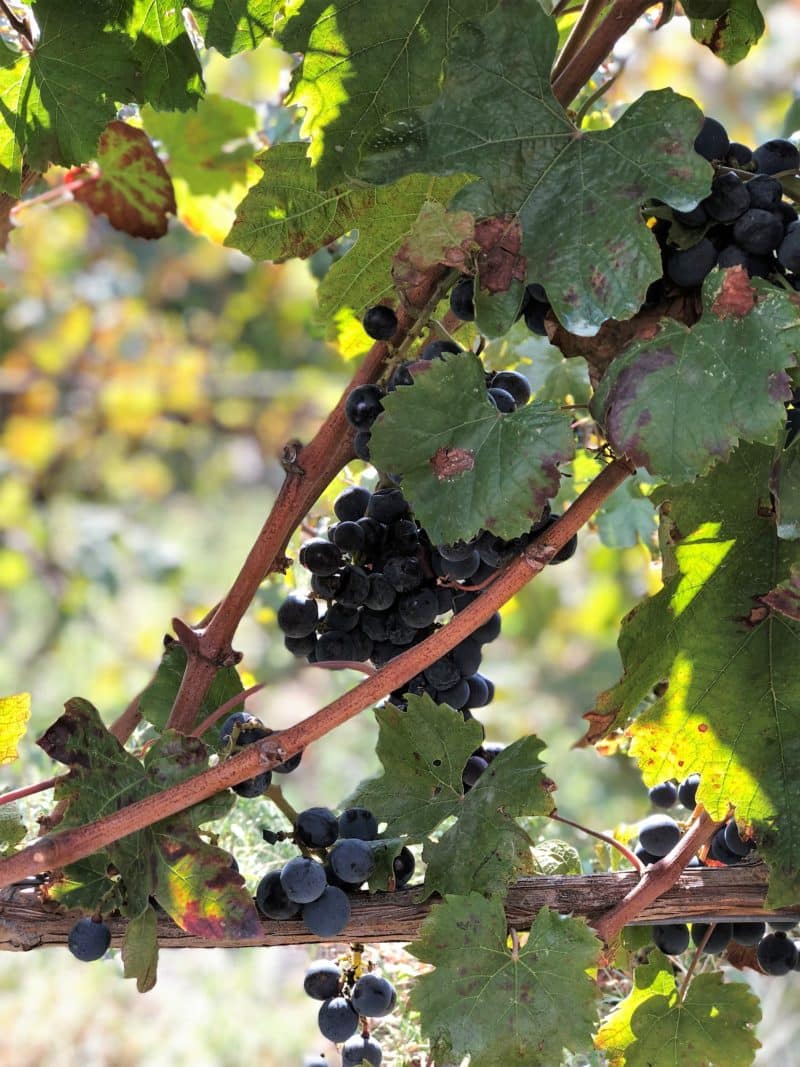 Top 5 Day Trips from Positano