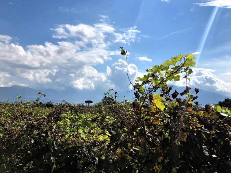 Top 5 Day Trips from Positano