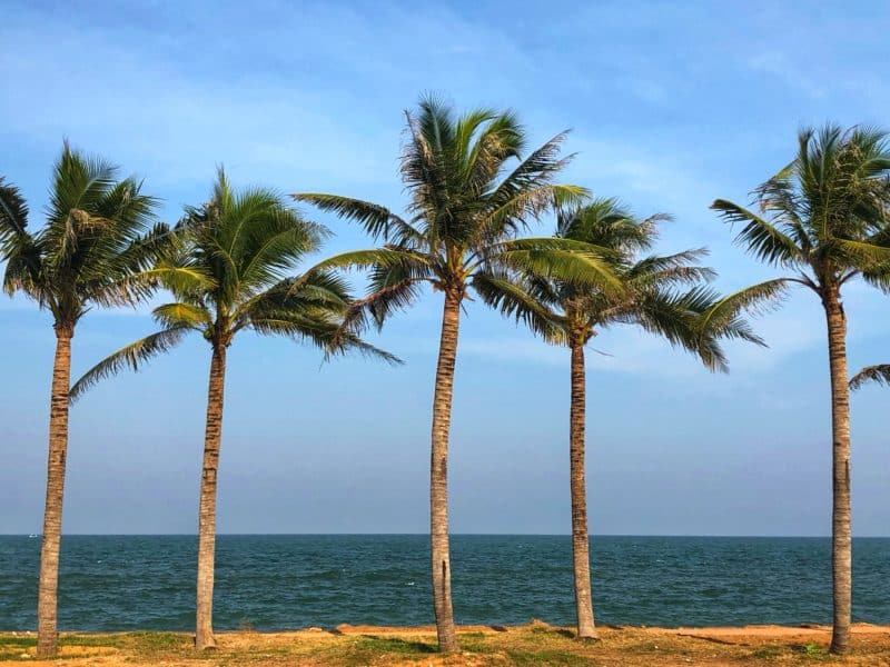 Top 12 Things to do in Hua Hin Palm Trees on Pran Buri Promenade
