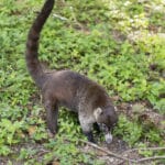 The Ancient Mayan City of Tikal, Guatemala