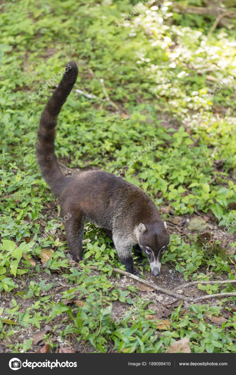 The Ancient Mayan City of Tikal, Guatemala