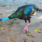 The Ancient Mayan City of Tikal, Guatemala