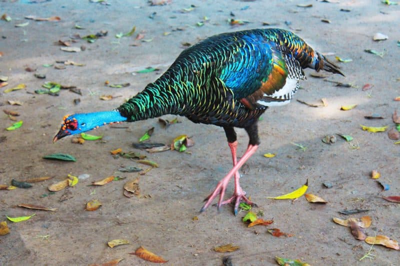 The Ancient Mayan City of Tikal, Guatemala