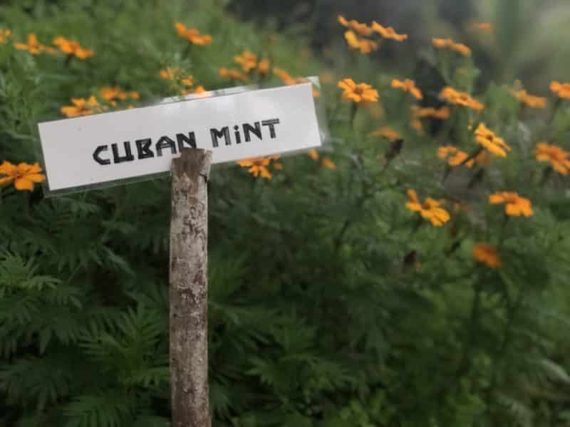 Gaia River Lodge, Mountain Pine Ridge Reserve Lodge, Belize