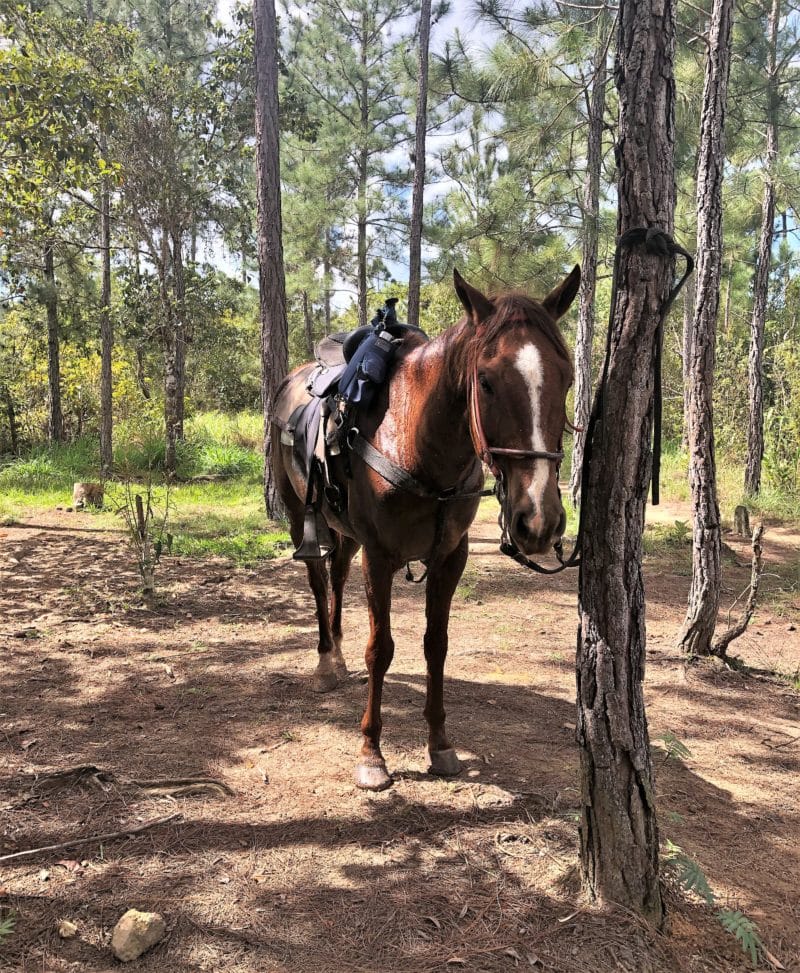 Gaia River Lodge, Mountain Pine Ridge Reserve Lodge, Belize