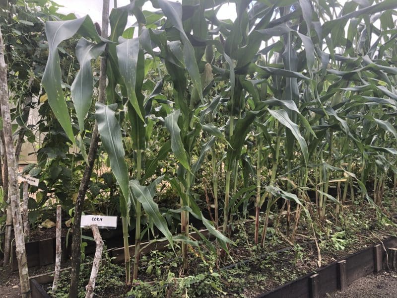 Gaia River Lodge, Mountain Pine Ridge Reserve Lodge, Belize