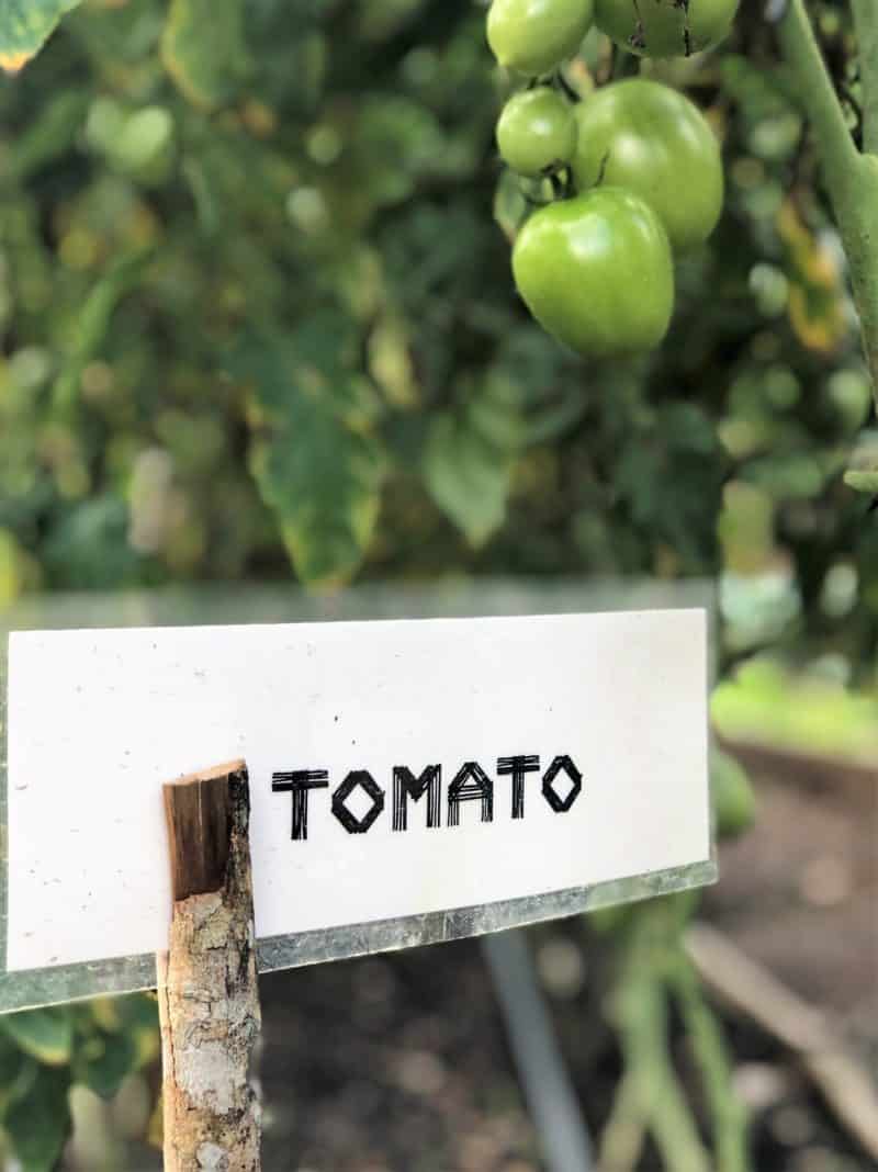 Gaia River Lodge, Mountain Pine Ridge Reserve Lodge, Belize
