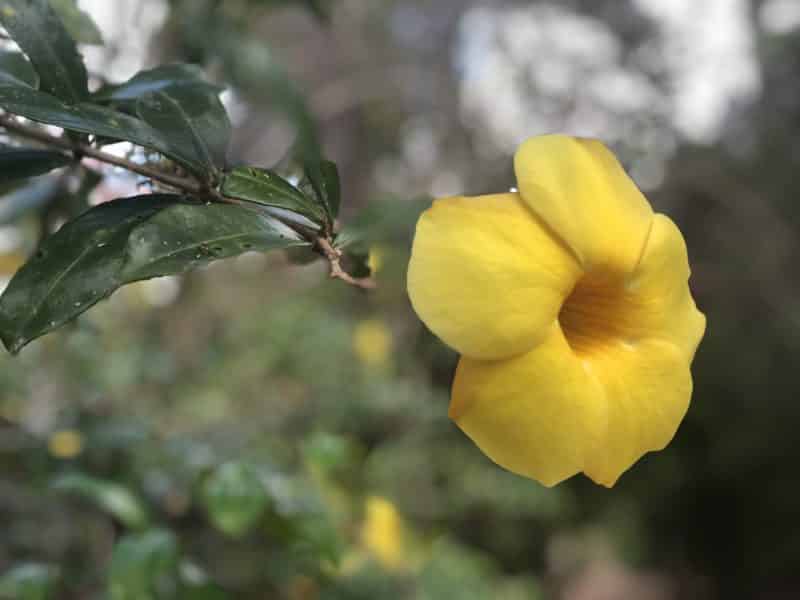 Gaia River Lodge, Mountain Pine Ridge Reserve Lodge, Belize