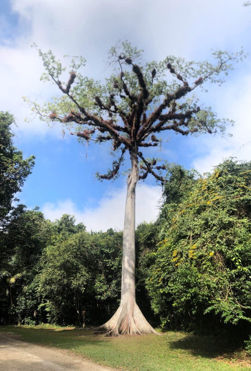 The Ancient Mayan City of Tikal, Guatemala