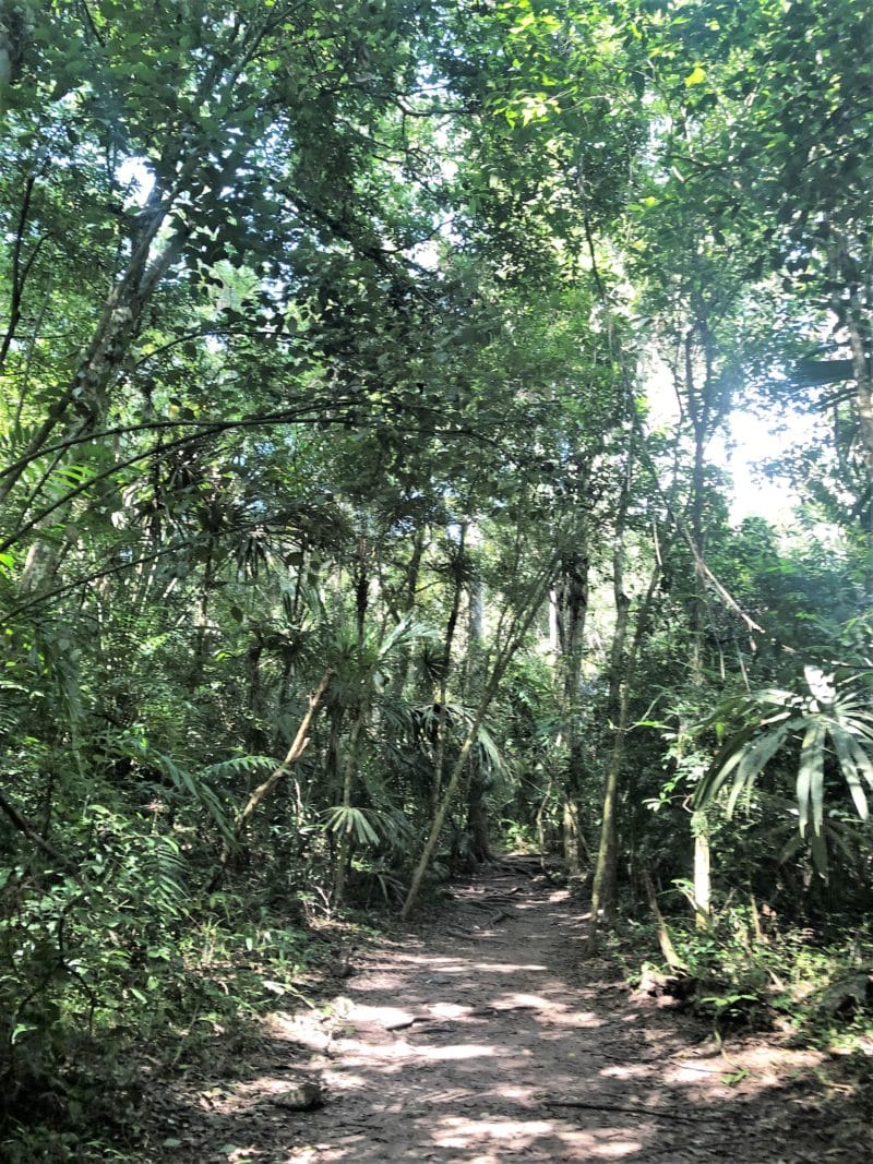 The Ancient Mayan City of Tikal, Guatemala