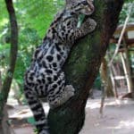 The Ancient Mayan City of Tikal, Guatemala