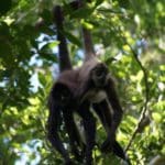 The Ancient Mayan City of Tikal, Guatemala