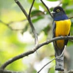 The Ancient Mayan City of Tikal, Guatemala
