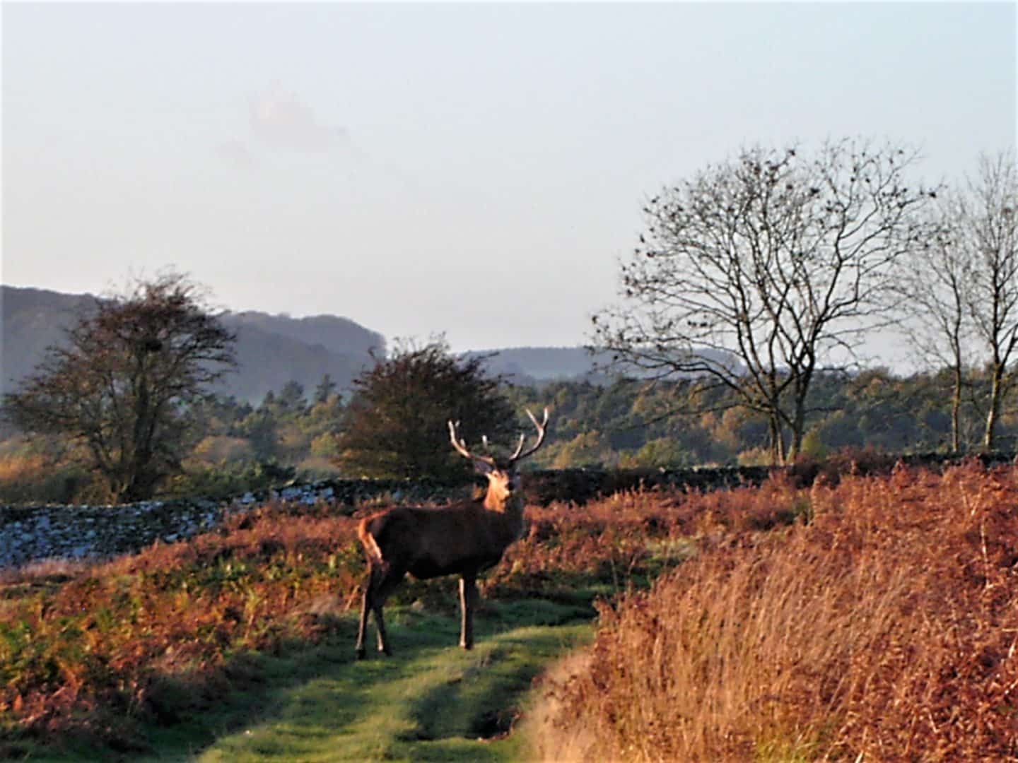 A stag in amongst the autumnal foliage at Bradgate Park in Leicestershire