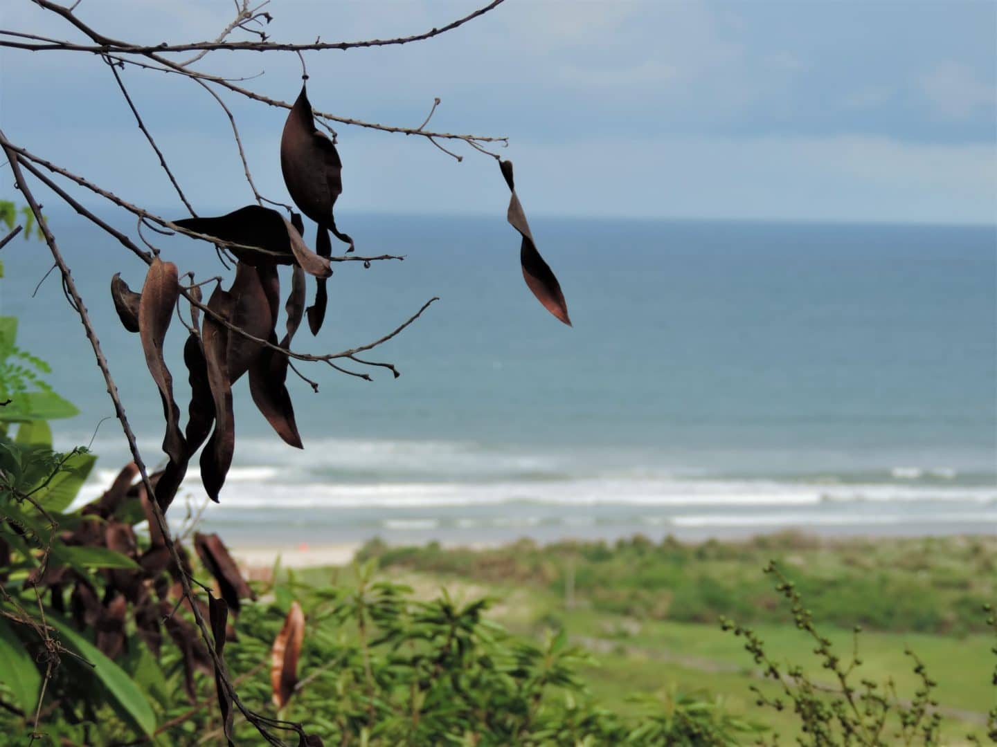 China Beach Da'nang framed with foliage
