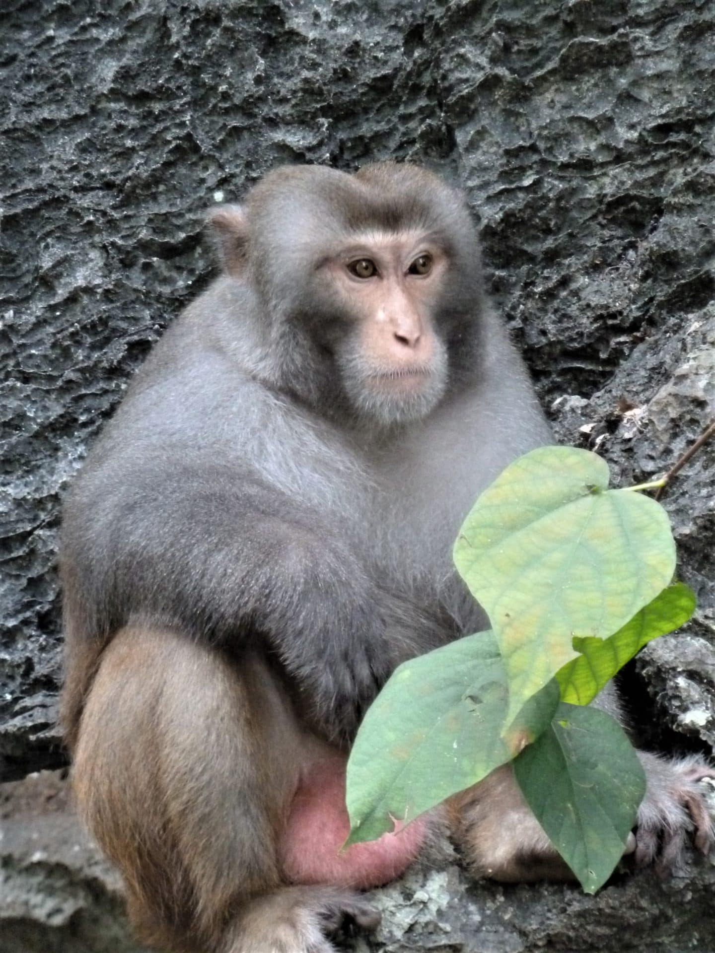 Halong Bay Monkey eating leaves against the brown rocks