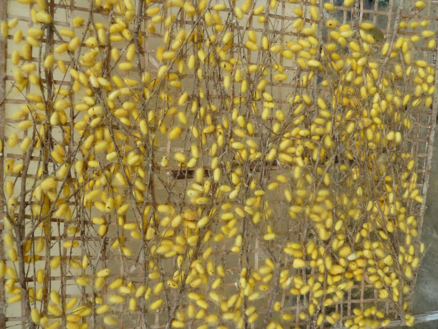 yellow Silk worms Hoi An
