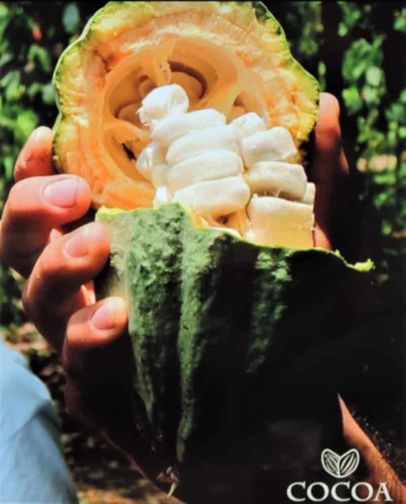 Chocolate Making Workshop at Cocoa Amore, Leicester