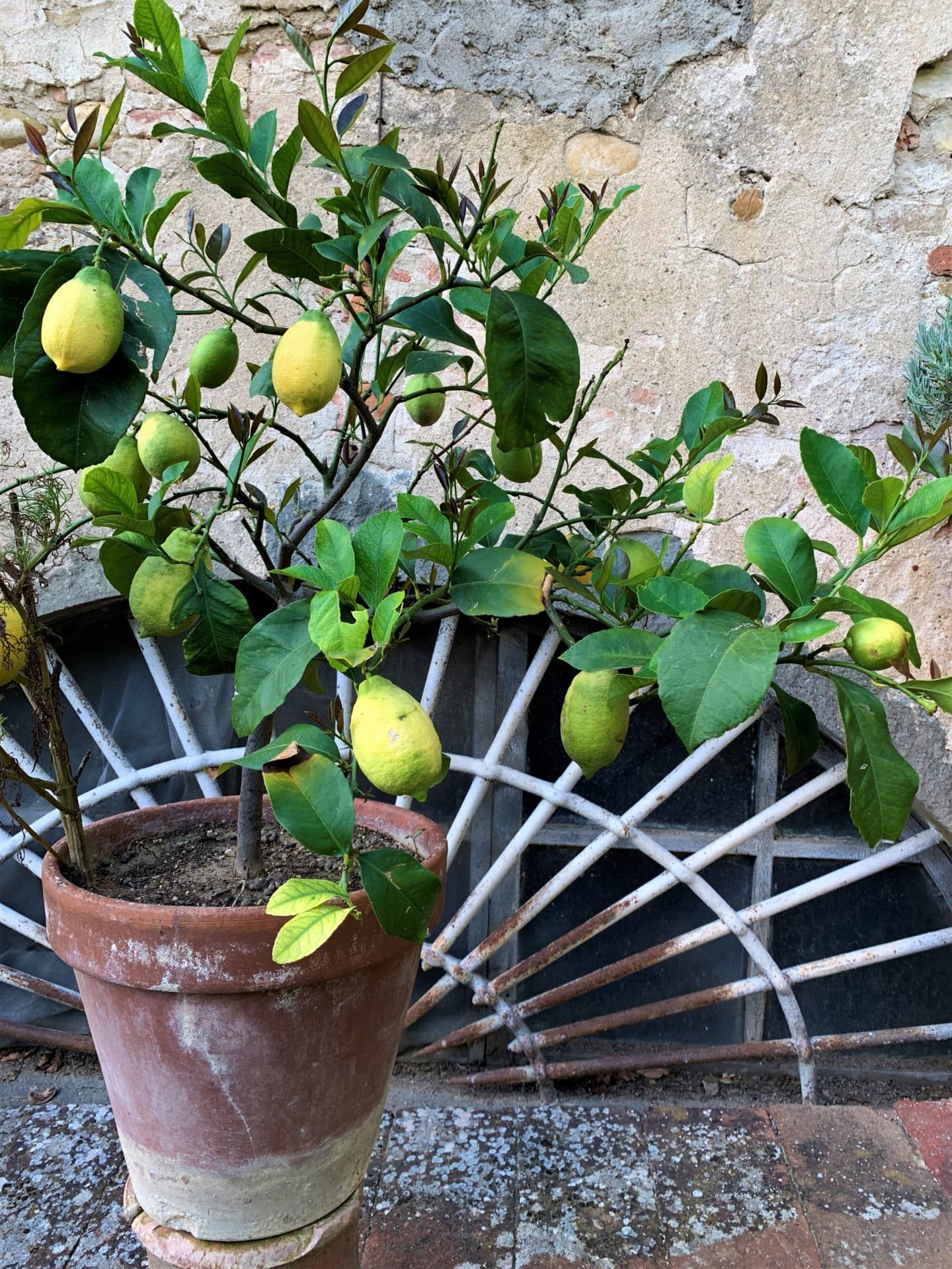 Tuscan Countryside & Wine Estates by Vintage Fiat 500