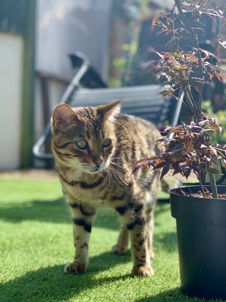 Bisbrooke: A Pretty Village in Rutland