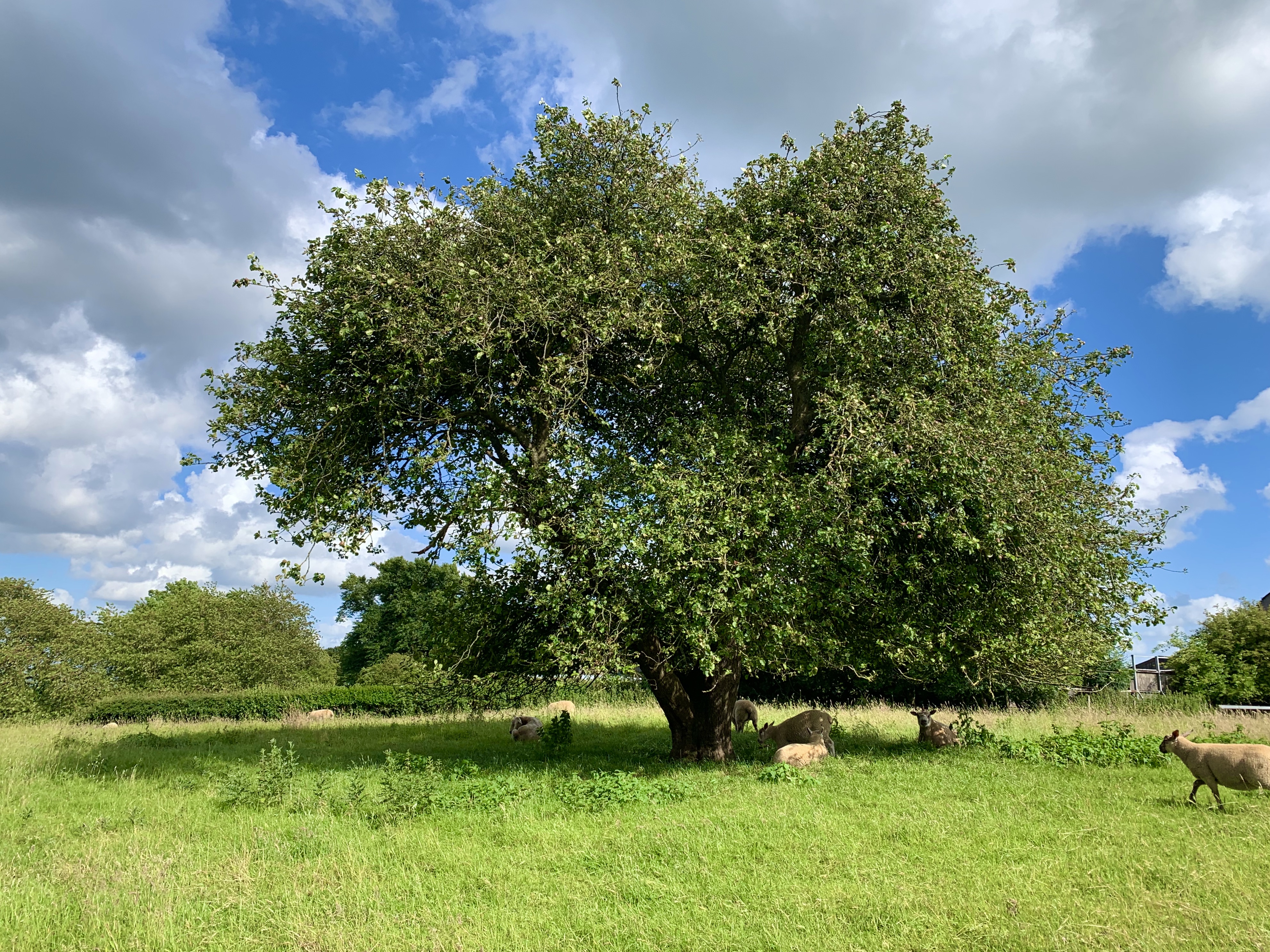Bisbrooke: A Pretty Village in Rutland