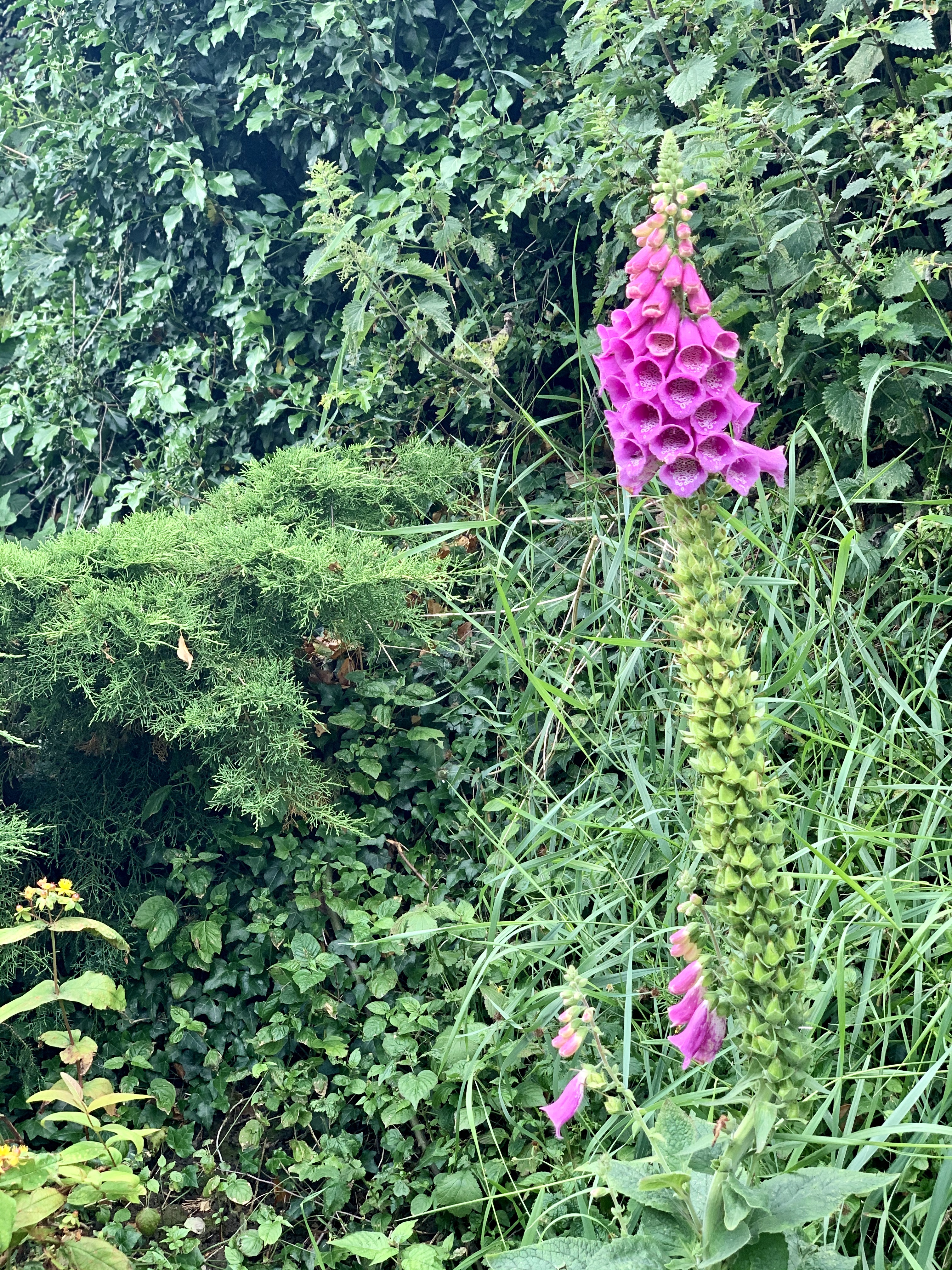 Bisbrooke: A Pretty Village in Rutland