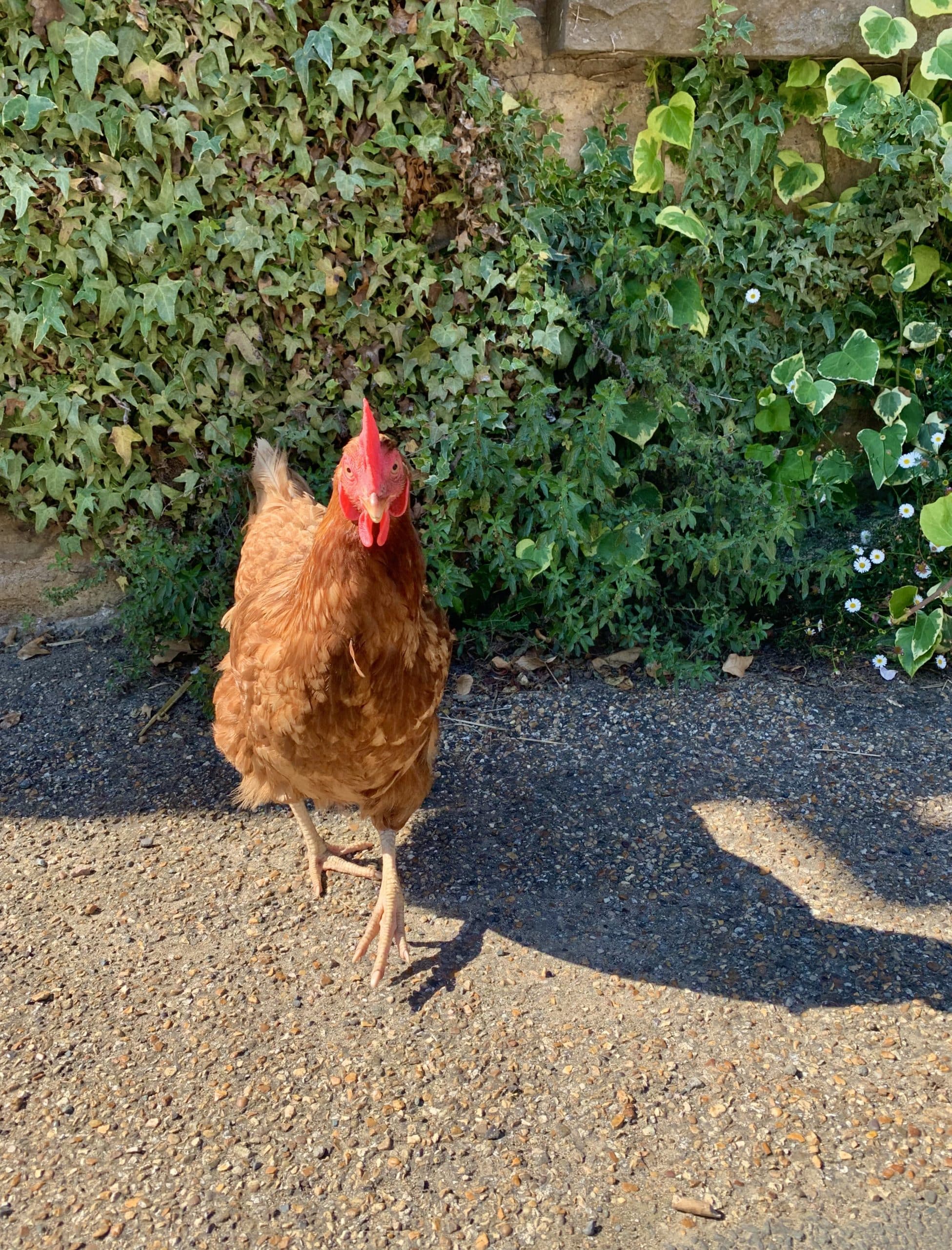 Harringworth: A village in Northamptonshire