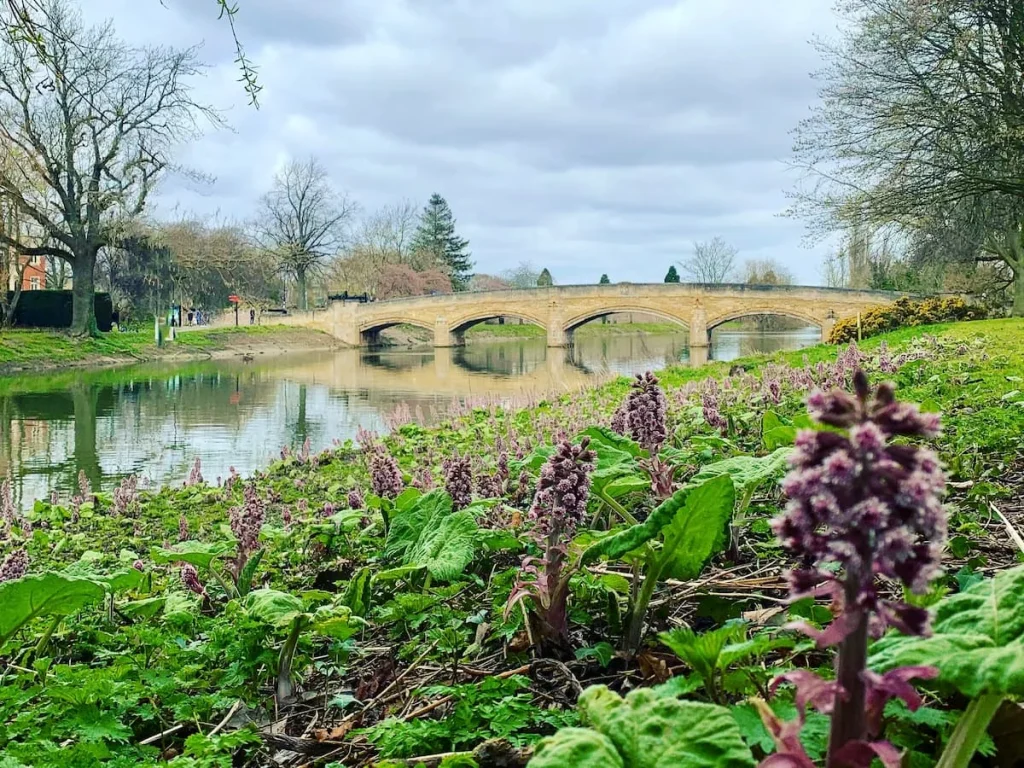 Abbey Park Bridge in Leicester with green foliage and purple flowers mixed in. The bridge view is landscape and light brown with trees and a blue sky in the background