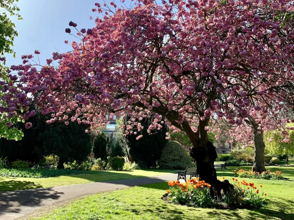 Castle Gardens, Leicester with a pink blossom tree, orange tulips, ablack bench and grass surrounding the ground space around teh trees