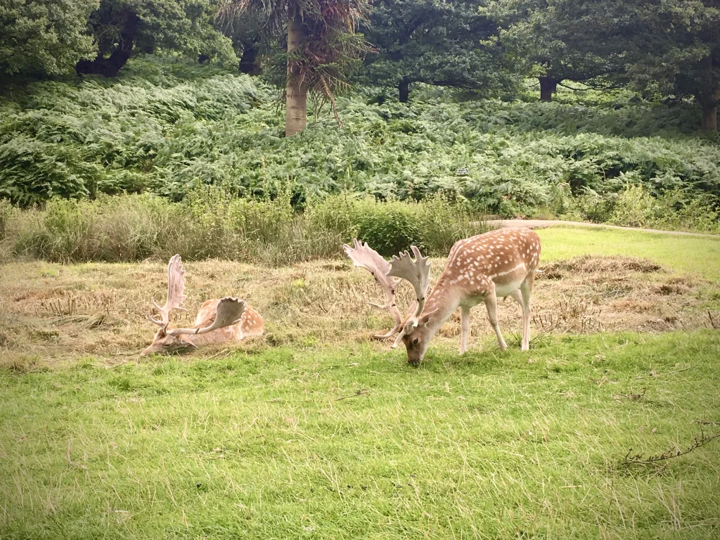 Adult deer and a baby deer in amongst the green foliage at Bradgate Park. Both deer have a tan coat with white speckled coats, at Bradgate Park, Leicestershire