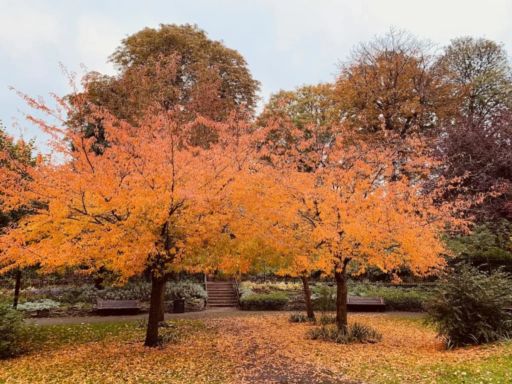 6 Historical Walks in Leicestershire: Castle garden trees