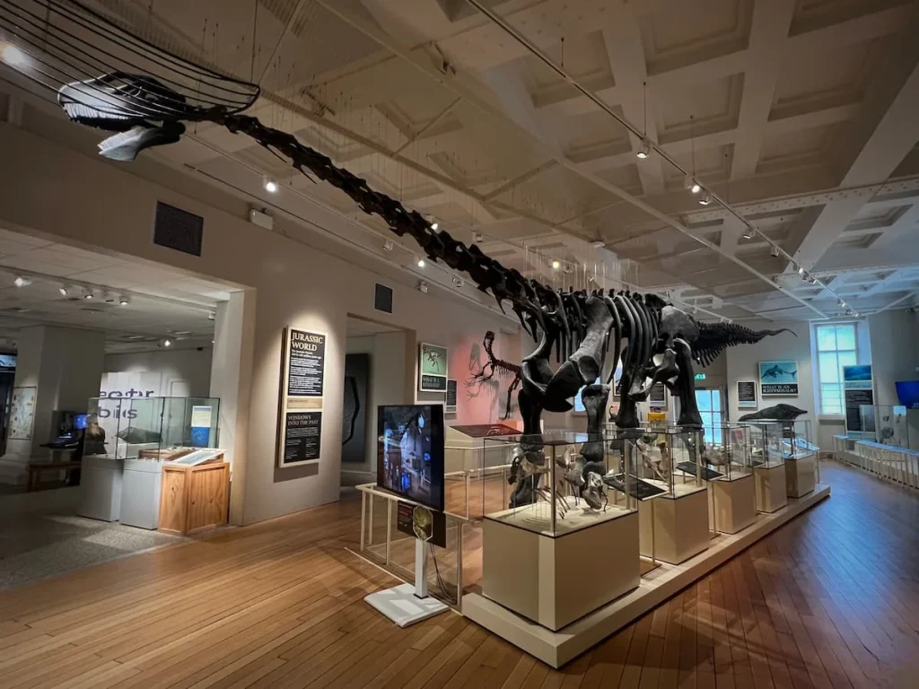 The Rutland Dinosaur skeleton with glass display cabinets around it and exhibits at New Walk Museum & Art Gallery Leicester