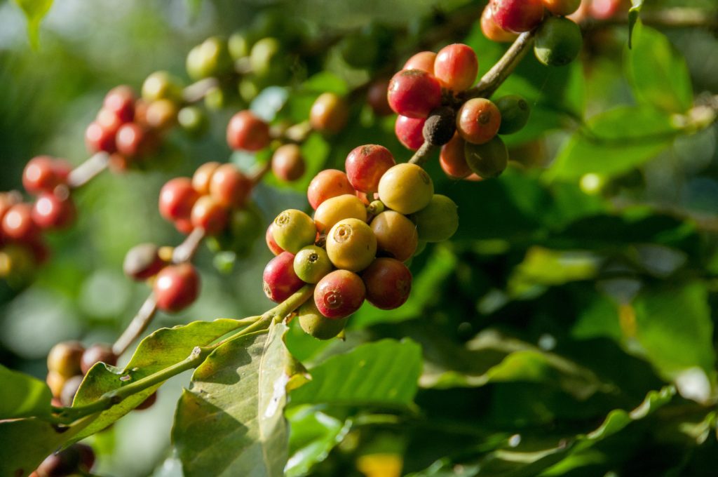 Coffee Fruit
