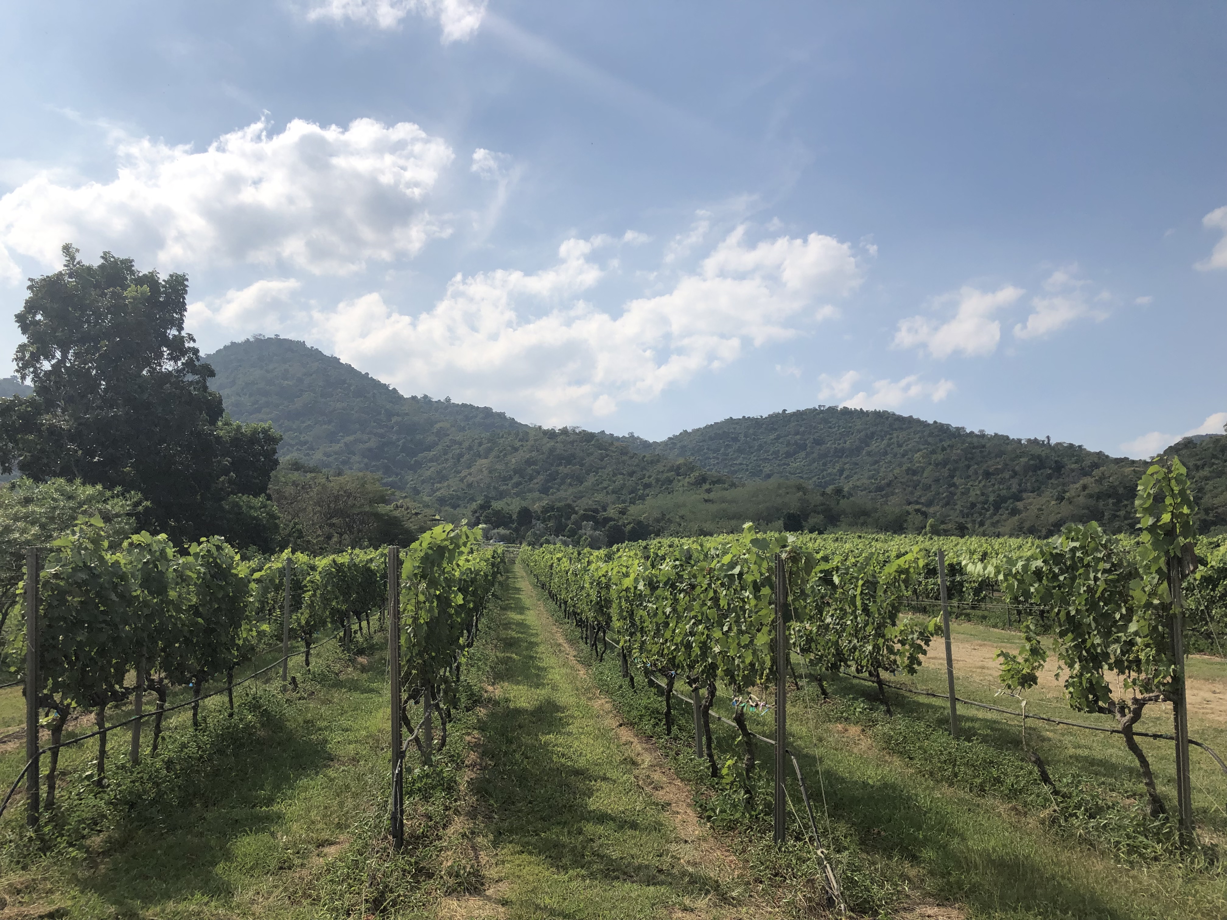 Monsoon valley Vineyard