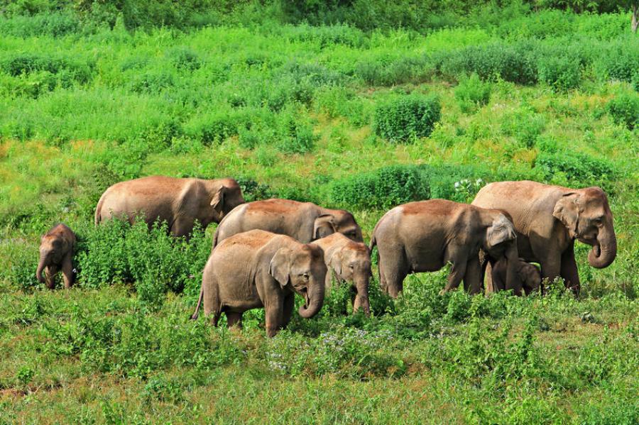 Elephants in Kui Buri National Park