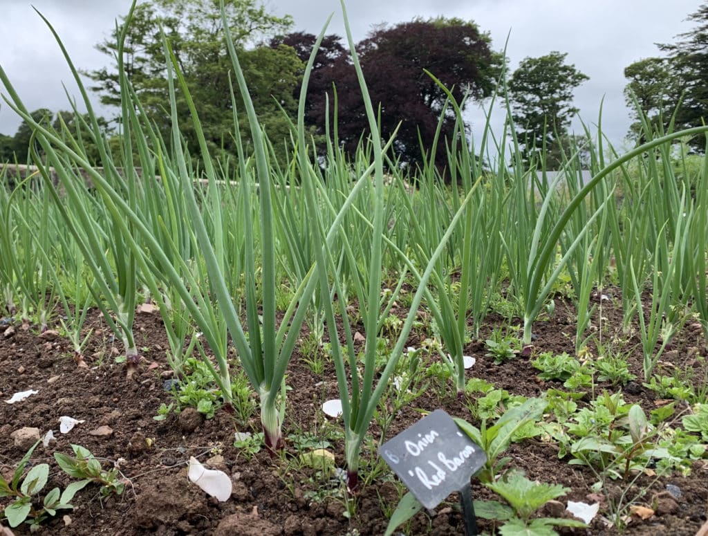 The Grove Vegetarian dining: Red Onions used in the Vegetarian Menu