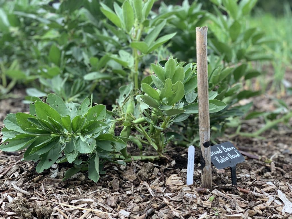 The Grove Vegetarian dining: Broad Beans in the Kitchen Garden used in Vegetarian Menu