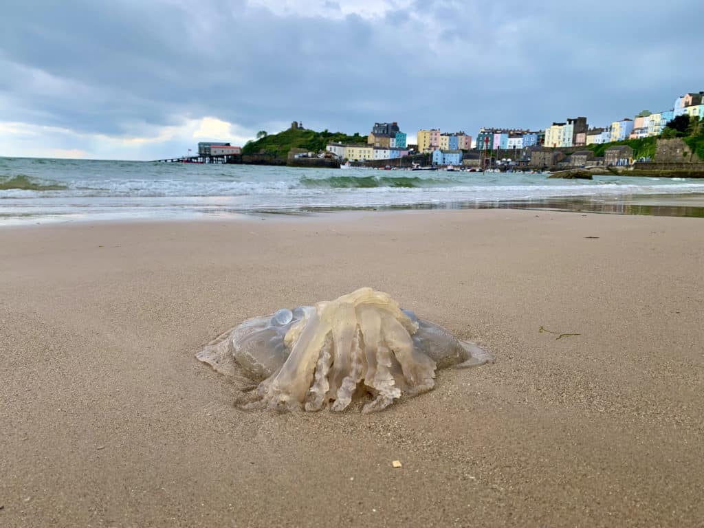 Tenby North Beach with Jellyfish